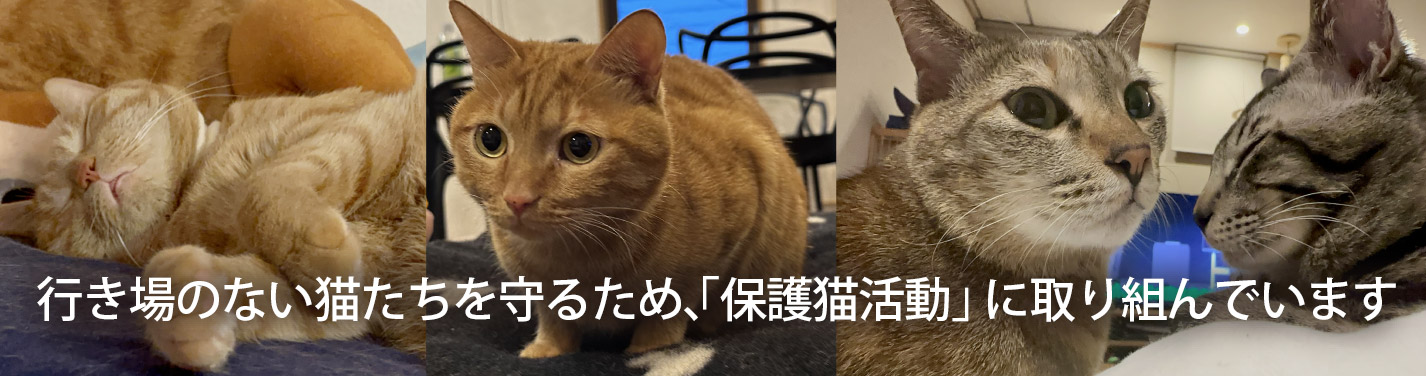 行き場のない猫たちを守るため、「保護猫活動」に取り組んでいます